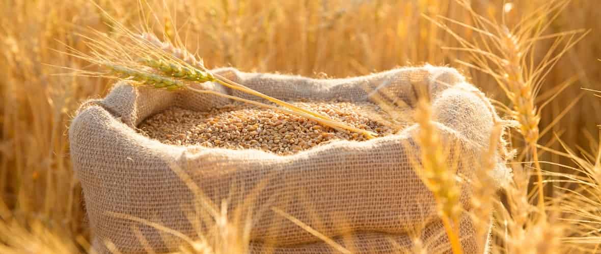 Egypt Sets Vision for 6-Month Wheat Supply with Innovative New Contracts!
