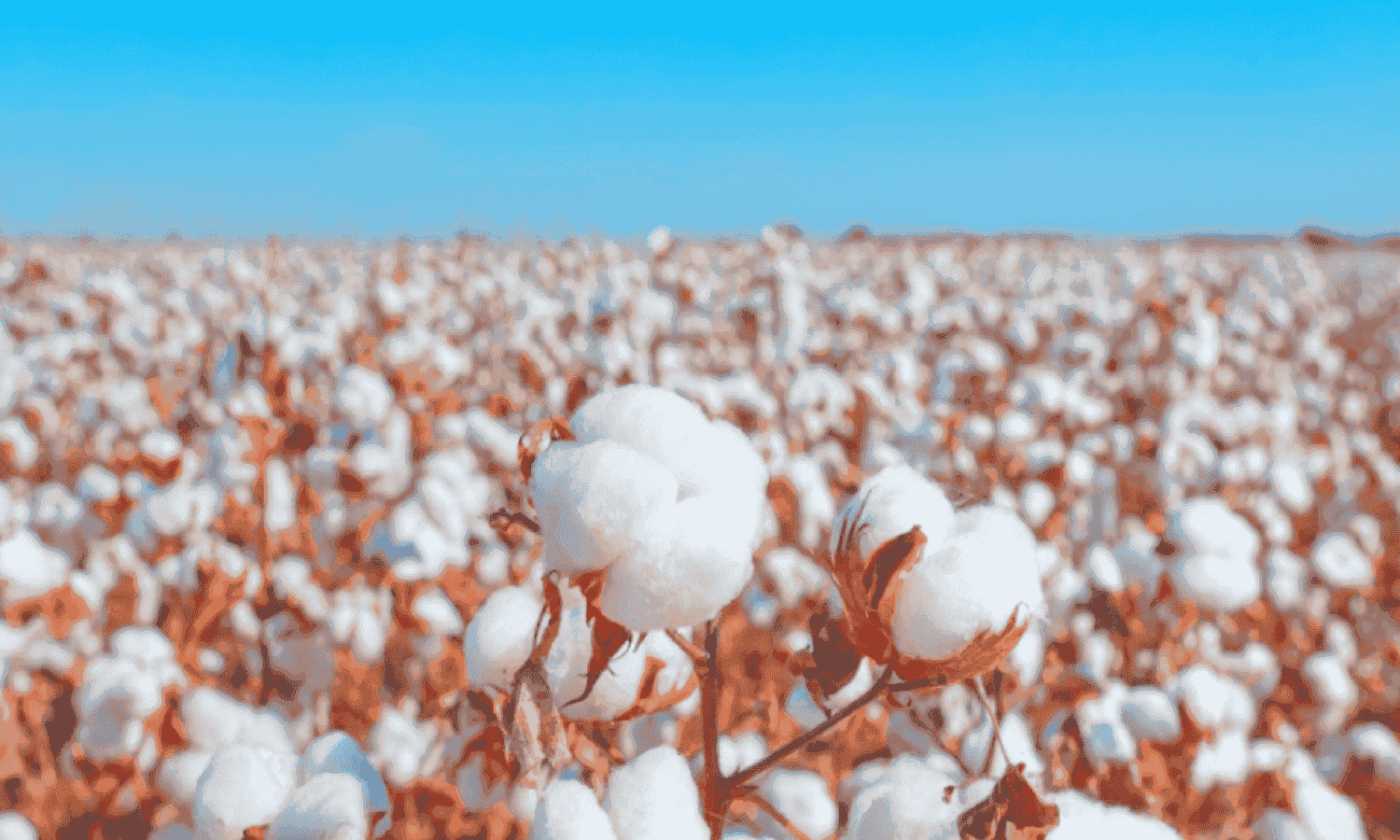 New Cairo Advertising acquires 9.9% stake in Arab Cotton Ginning

