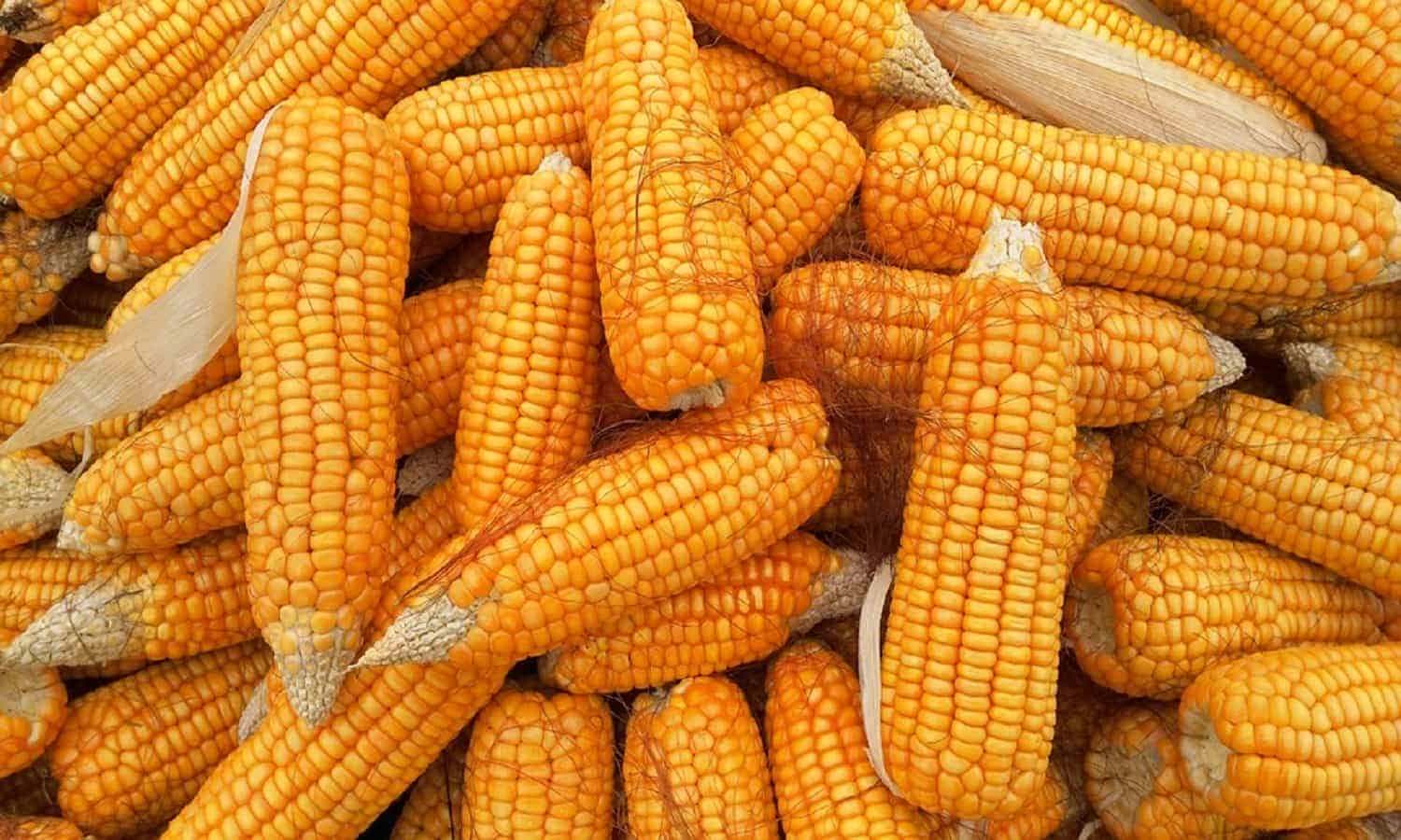 Egypt’s imports of yellow corn down 25% YoY in 2023

