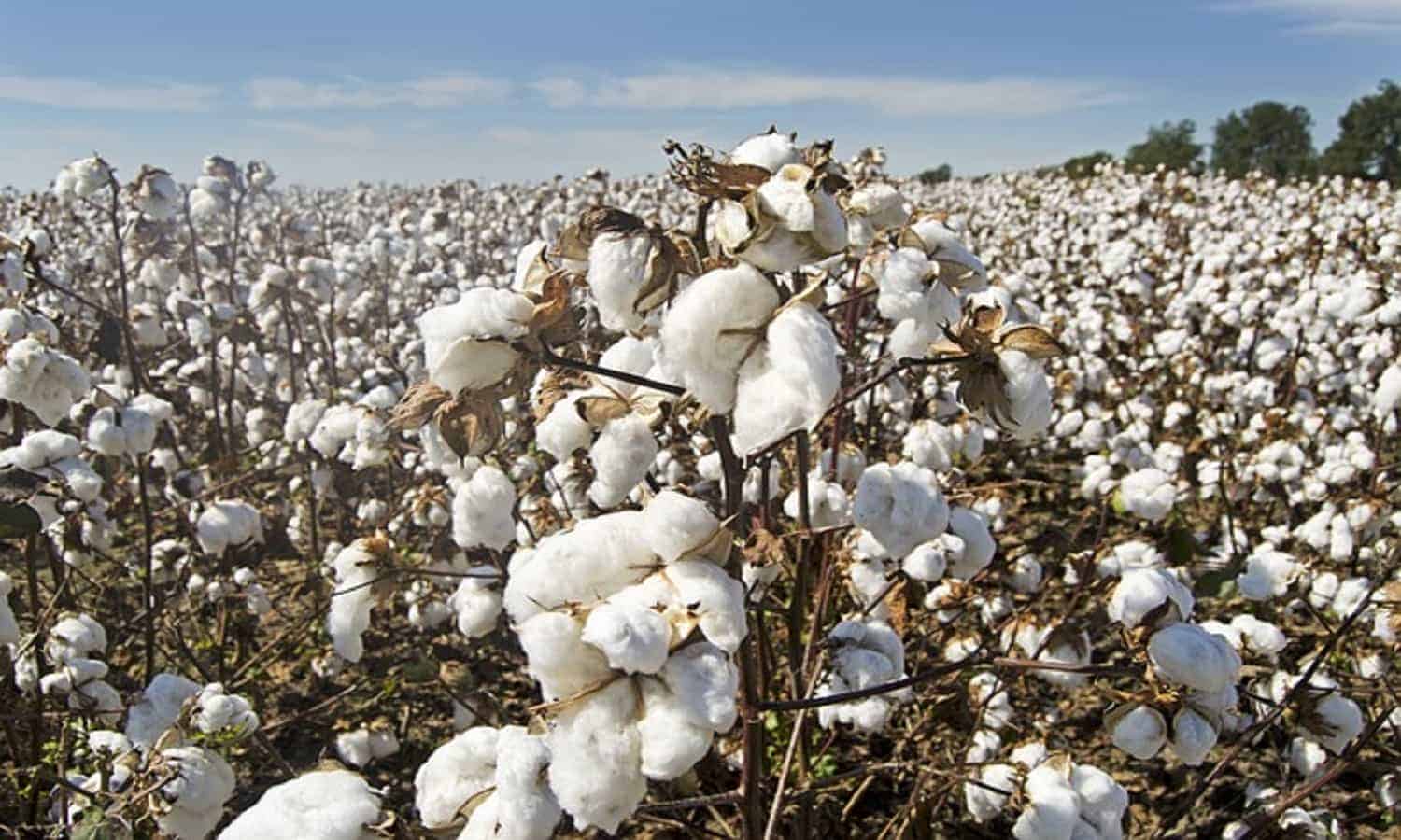 Arab Cotton Ginning to pay EGP 0.25/share dividends in January