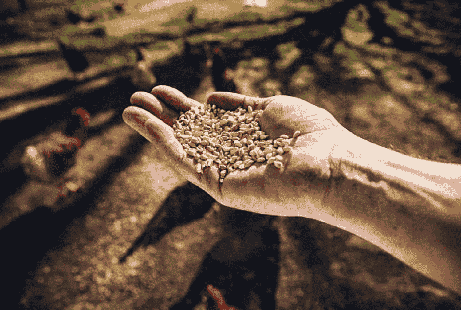 Arab Finance - Egypt releases corn, soybean fodder worth $78M in 6 days