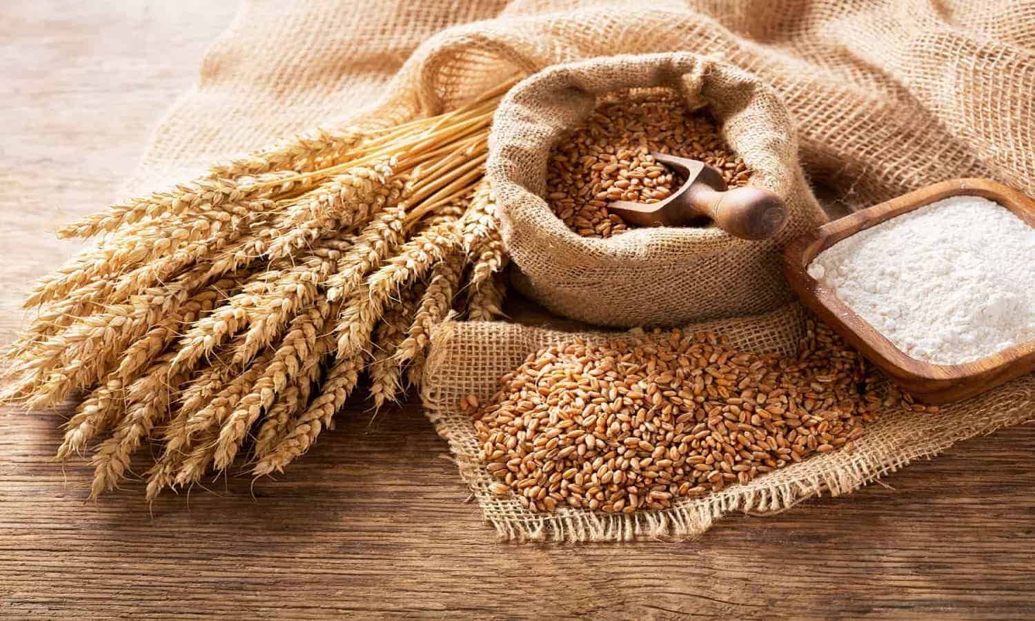 مصر تنسحب من اتفاقية تجارة الحبوب في يونيو
