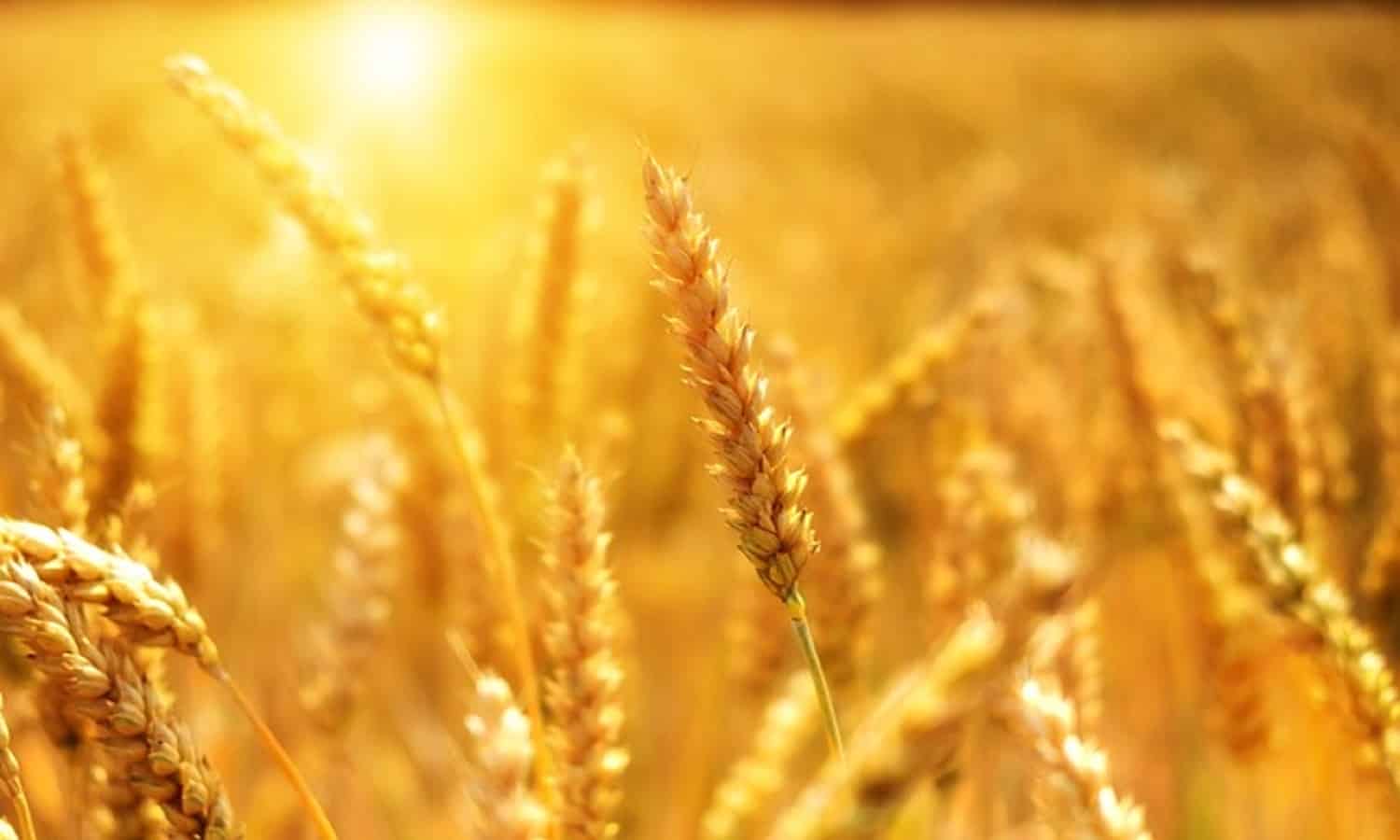 مدبولي: دعم القمح سيرتفع هذا العام من 38 إلى 95 مليار جنيه