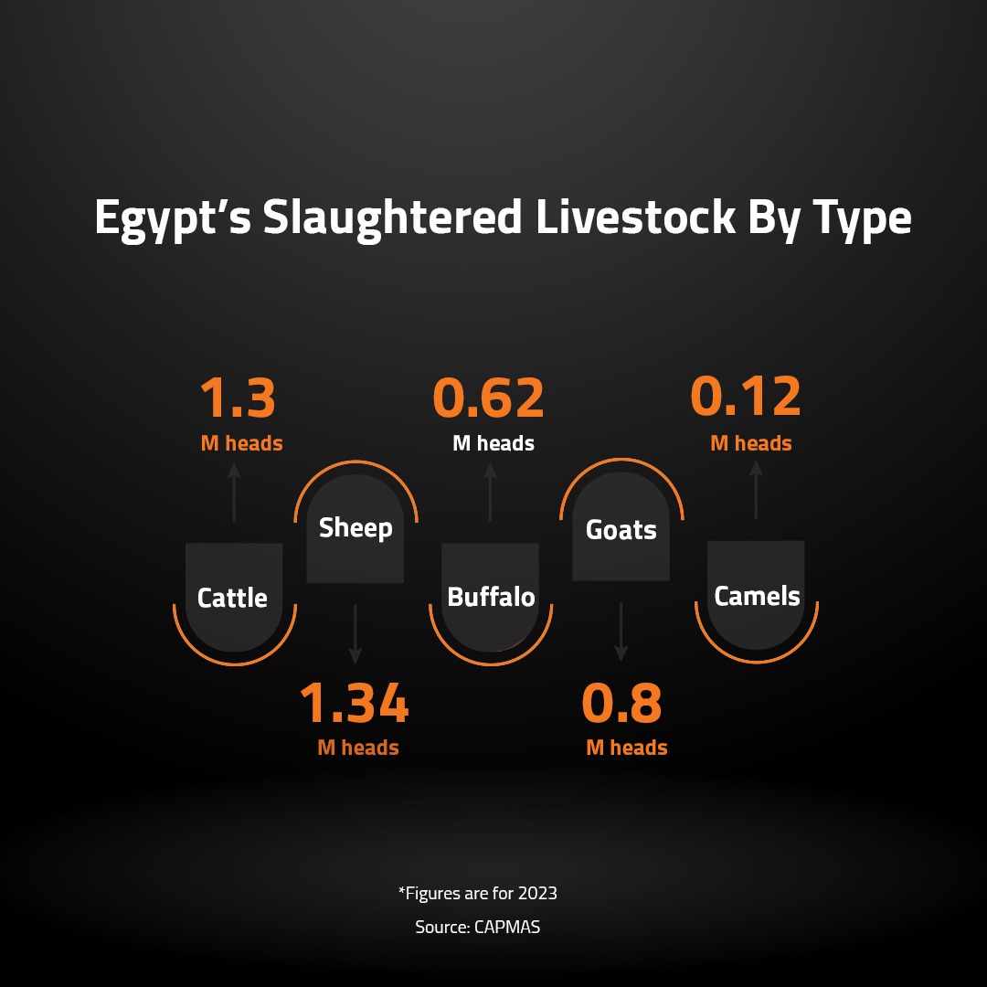 Egypt’s Slaughtered Livestock By Type 